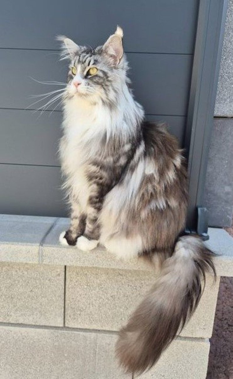 Maceo’s Gône’s SHEW FLEUR Femelle Maine coon