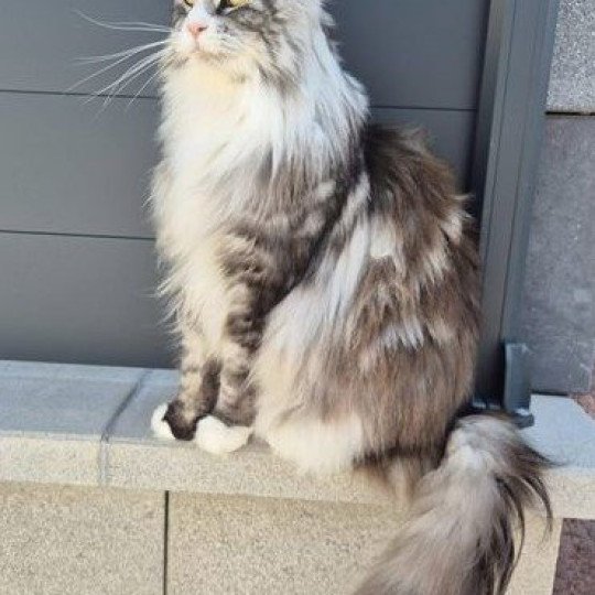 Maceo’s Gône’s SHEW FLEUR Femelle Maine coon