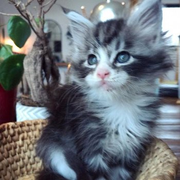 chaton Maine coon black silver blotched tabby & blanc SHEW FLEUR Chatterie Maceo’s Gône’s Maine Coons