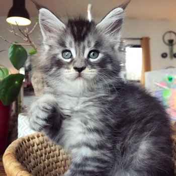 chaton Maine coon black silver mackerel tabby SHEW LEE TO Chatterie Maceo’s Gône’s Maine Coons