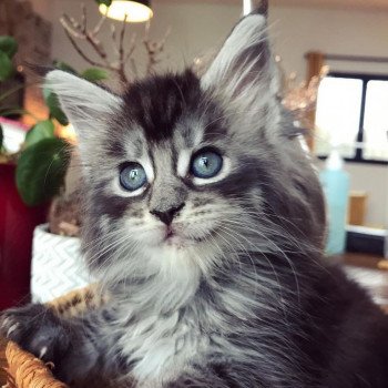 chaton Maine coon black silver mackerel tabby SHEW TING STAR Chatterie Maceo’s Gône’s Maine Coons