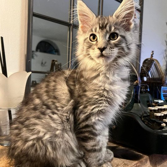 Maceo’s Gône’s SHEW TING STAR Femelle Maine coon