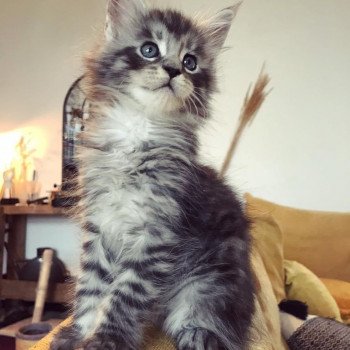 chaton Maine coon black silver mackerel tabby SHEW WEE Chatterie Maceo’s Gône’s Maine Coons