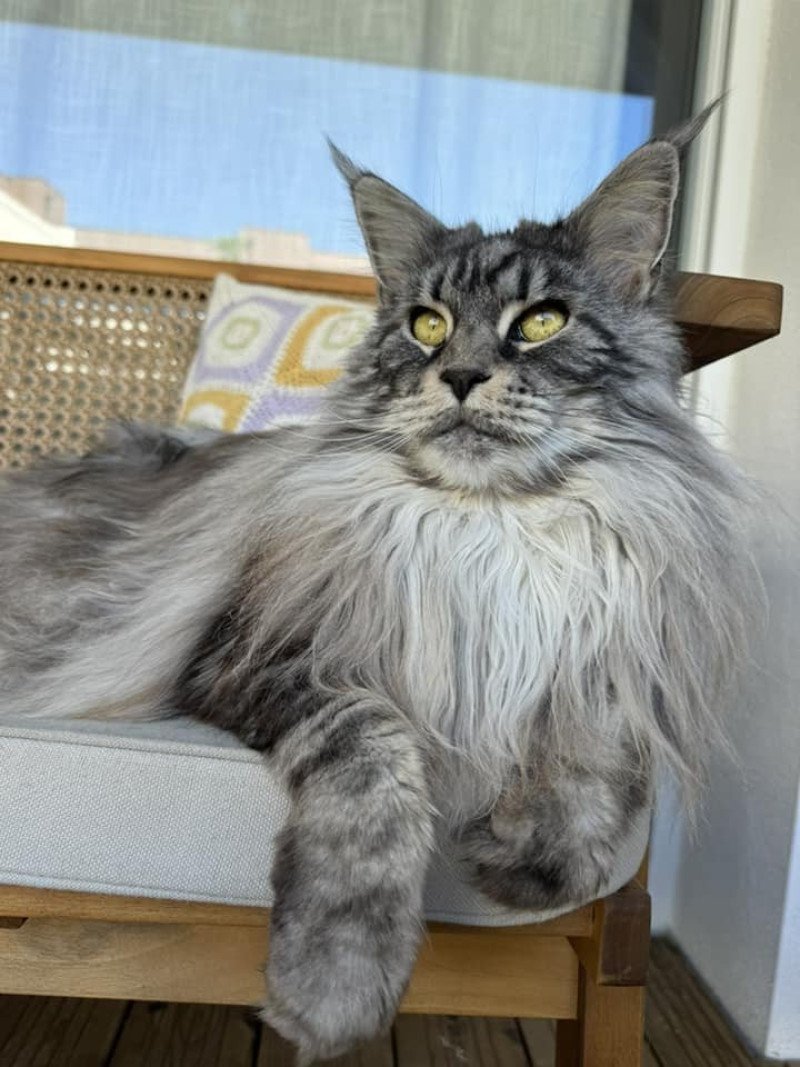 Maceo’s Gône’s Shining Sky Femelle Maine coon