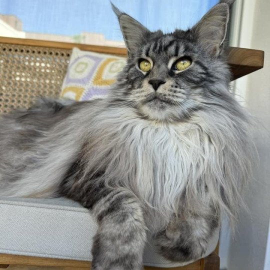 Maceo’s Gône’s Shining Sky Femelle Maine coon