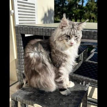 chaton Maine coon blue smoke & blanc Starboy Touch Chatterie Maceo’s Gône’s Maine Coons