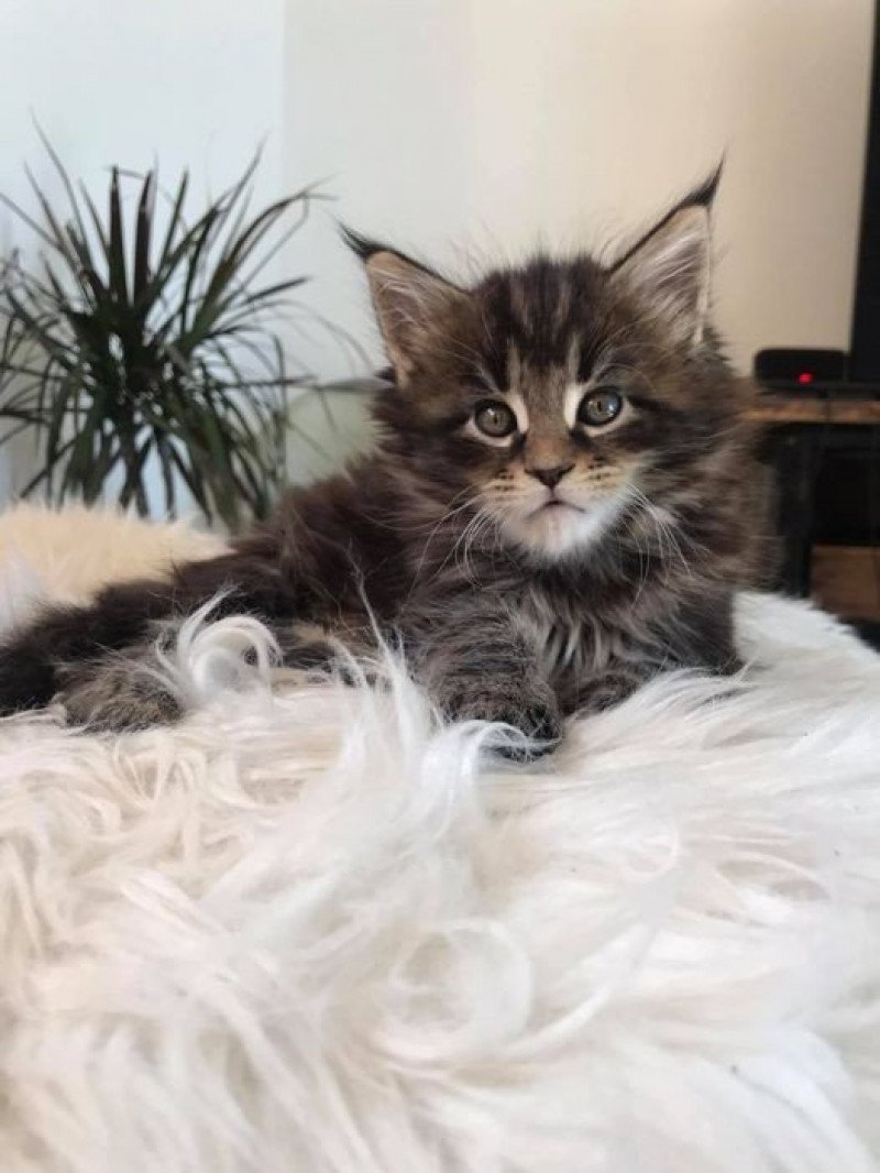 Maceo’s Gône’s Such An Instant Crush Femelle Maine coon