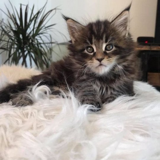Maceo’s Gône’s Such An Instant Crush Femelle Maine coon