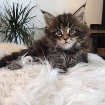 chaton Maine coon brown blotched tabby Such An Instant Crush Chatterie Maceo’s Gône’s Maine Coon