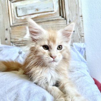 chaton Maine coon red silver blotched tabby Tagono Ura Chatterie Maceo’s Gône’s Maine Coons