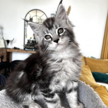 chaton Maine coon black silver blotched tabby Tainted Love Chatterie Maceo’s Gône’s Maine Coons