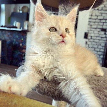 chaton Maine coon red silver mackerel tabby Taiamani Chatterie Maceo’s Gône’s Maine Coons