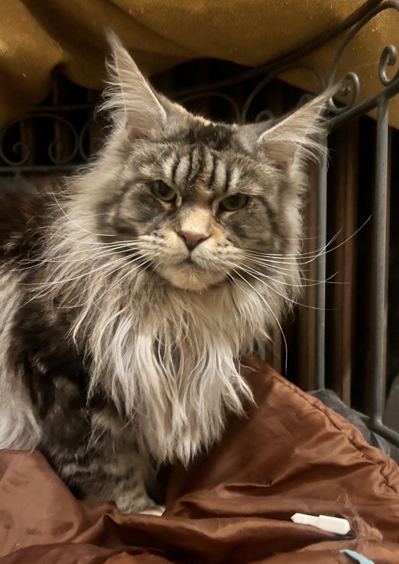 TAYLA DE FARMINGTON Femelle Maine coon
