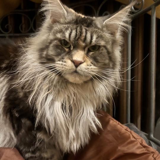 TAYLA DE FARMINGTON Femelle Maine coon
