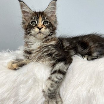 chat Maine coon black tortie silver blotched tabby TAYLA Chatterie Maceo’s Gône’s Maine Coons
