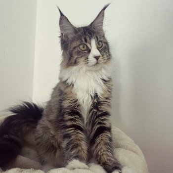 chaton Maine coon brown mackerel tabby & blanc Té Fiti Chatterie Maceo’s Gône’s Maine Coons