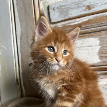 chaton Maine coon red blotched tabby THADEUS Chatterie Maceo’s Gône’s Maine Coons