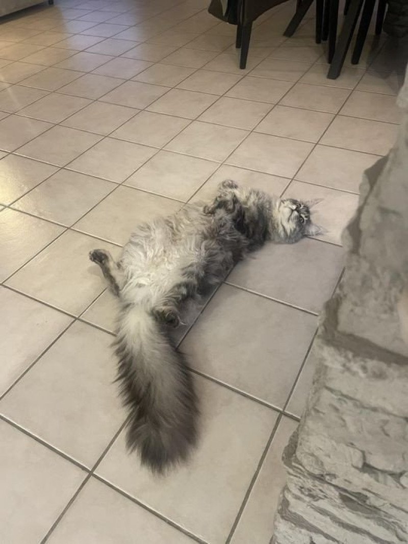 Maceo’s Gône’s Titanium Mâle Maine coon