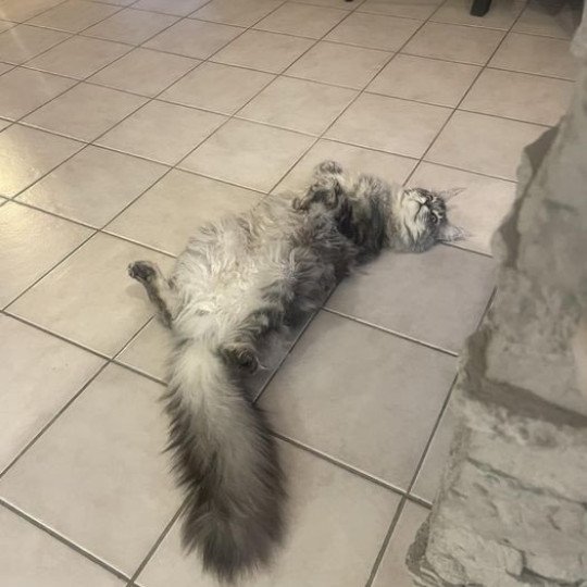 Maceo’s Gône’s Titanium Mâle Maine coon