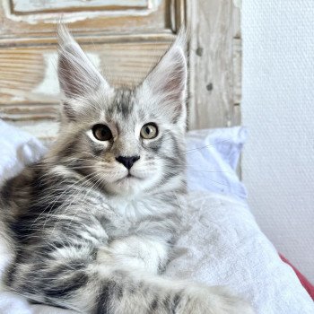 chaton Maine coon black silver blotched tabby Titanium Chatterie Maceo’s Gône’s Maine Coons