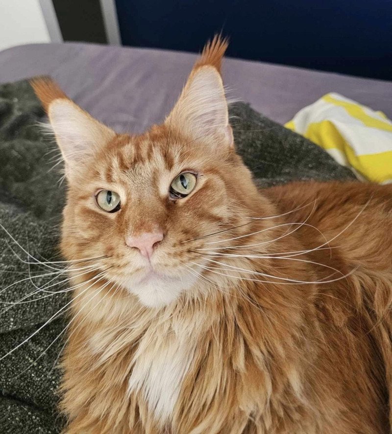 Maceo’s Gône’s Tyrius Mâle Maine coon