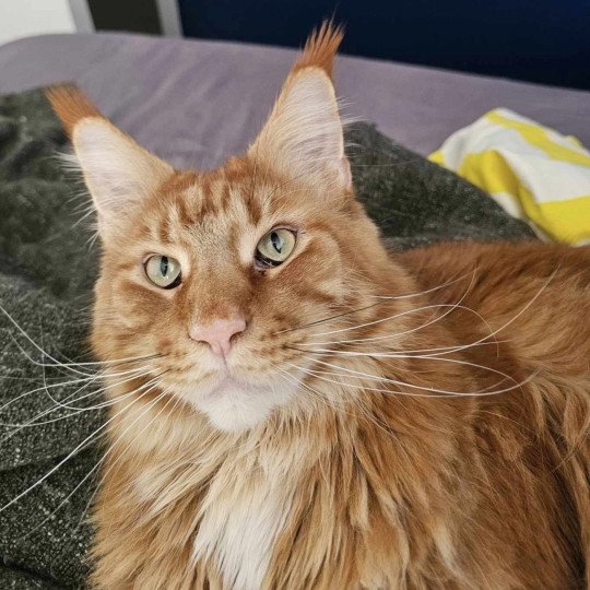 Maceo’s Gône’s Tyrius Mâle Maine coon