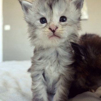 chaton Maine coon blue tortie silver tabby U’ Fendi Beauty Chatterie Maceo’s Gône’s Maine Coons