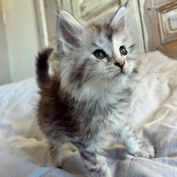 chaton Maine coon black tortie silver tabby U’ Fendi Beauty Chatterie Maceo’s Gône’s Maine Coons