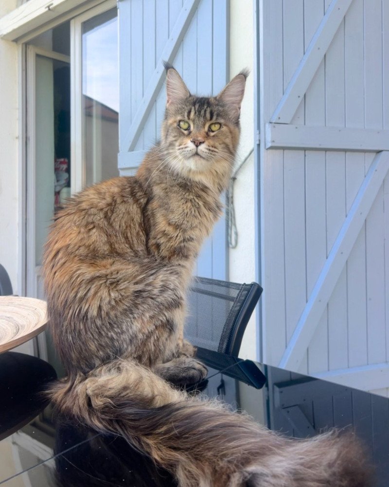 Maceo’s Gône’s U’Balenciaga Femelle Maine coon