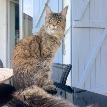 Maceo’s Gône’s U’Balenciaga Femelle Maine coon