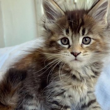 chaton Maine coon brown tortie mackerel tabby U’Balenciaga Chatterie Maceo’s Gône’s Maine Coons