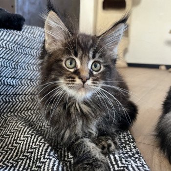 chaton Maine coon brown tabby U’Gucci Chatterie Maceo’s Gône’s Maine Coons