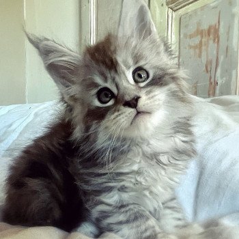chaton Maine coon black silver mackerel tabby U’Moshi Chatterie Maceo’s Gône’s Maine Coons
