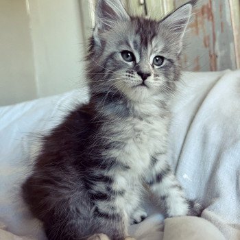 chaton Maine coon black silver mackerel tabby Uncia Chatterie Maceo’s Gône’s Maine Coons