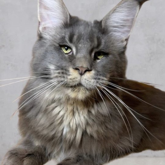 UNICA DE LA SEIGNEURIE CYS Femelle Maine coon