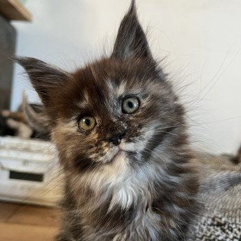 chaton Maine coon black tortie smoke U’Prada Chatterie Maceo’s Gône’s Maine Coons
