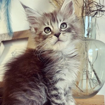 chaton Maine coon black silver blotched tabby Urso Sweet Lord Chatterie Maceo’s Gône’s Maine Coons