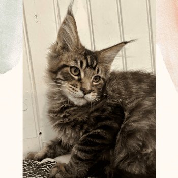 chaton Maine coon brown blotched tabby Urso Willow Chatterie Maceo’s Gône’s Maine Coons
