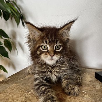 chaton Maine coon brown mackerel tabby Urso Luigi Chatterie Maceo’s Gône’s Maine Coons