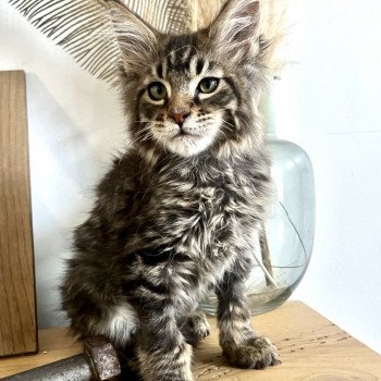 chaton Maine coon brown mackerel tabby Urso Luigi Chatterie Maceo’s Gône’s Maine Coons