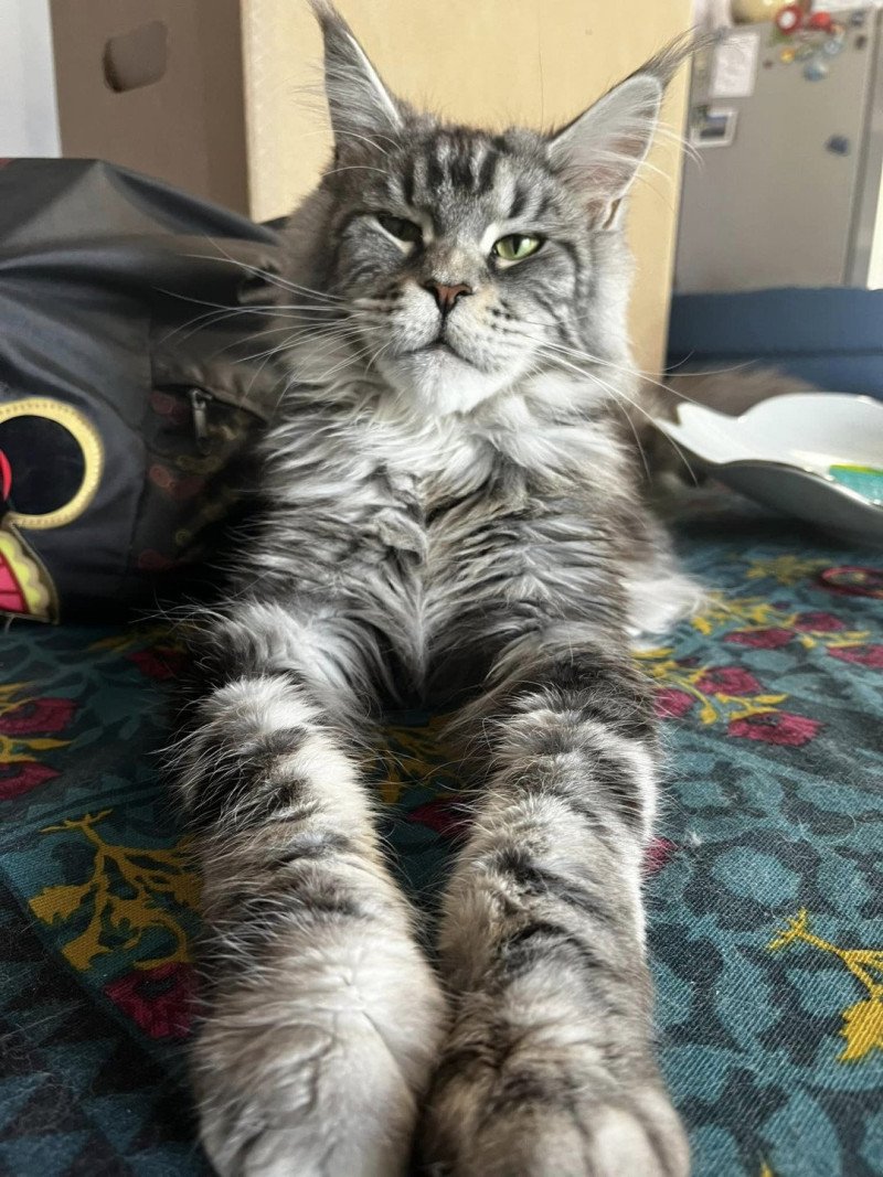 Maceo’s Gône’s Ursolita Femelle Maine coon