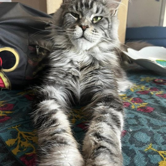 Maceo’s Gône’s Ursolita Femelle Maine coon