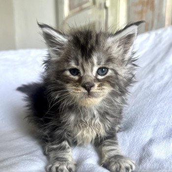 chaton Maine coon blue blotched tabby Ursolita Chatterie Maceo’s Gône’s Maine Coons
