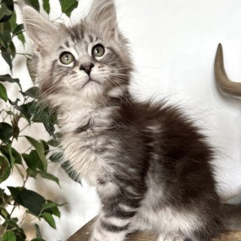 chaton Maine coon black silver blotched tabby Ursolita Chatterie Maceo’s Gône’s Maine Coons