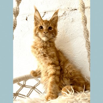 chaton Maine coon red mackerel tabby U’Stone Texas Chatterie Maceo’s Gône’s Maine Coons