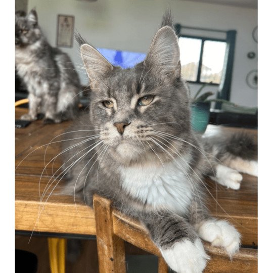UYSHY LE TRESOR D'OBIWAN LE TRESOR D'OBIWAN Femelle Maine coon
