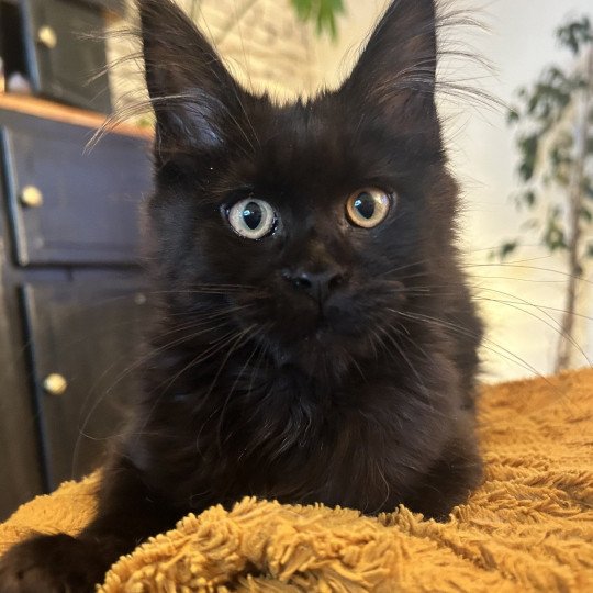 Maceo’s Gône’s Zingaro Mâle Maine coon