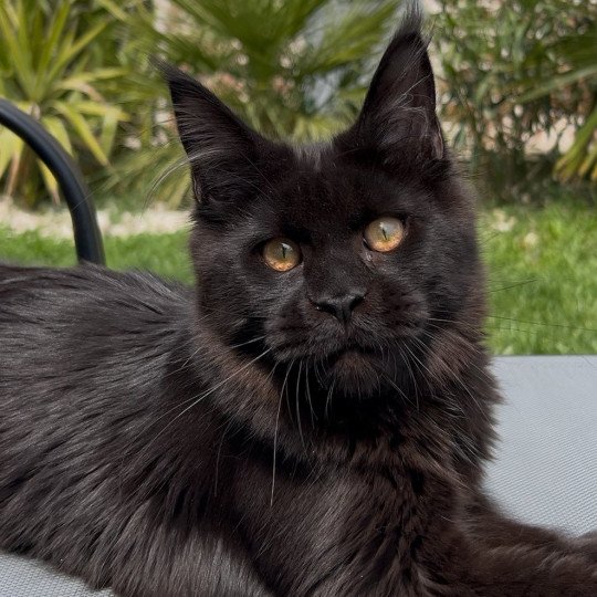 Maceo’s Gône’s Zingaro Mâle Maine coon