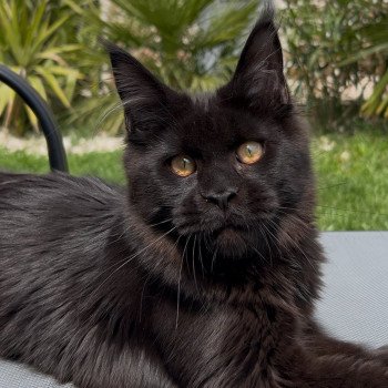 chaton Maine coon black Zingaro Chatterie Maceo’s Gône’s Maine Coons chaton Maine coon black Zingaro Chatterie Maceo’s Gône’s Maine Coons