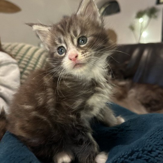 Maceo’s Gône’s Wax Taylor Mâle Maine coon